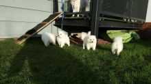 Set of clean and special Japanese Spitz puppies for adoption