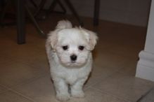 Teacup Maltese puppies for adoption