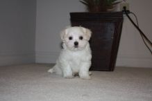 Teacup Maltese puppies for adoption