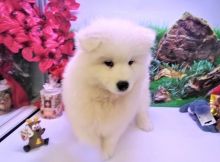 Two awesome Male and Female SAMOYED puppies