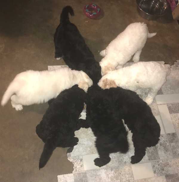 Accommodating Goldendoodle puppies ready now Image eClassifieds4u