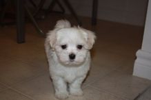 Purebred Maltese puppies:Text us at : (204)-818-7045 Image eClassifieds4U