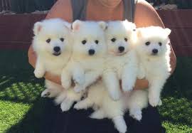 Purebred Japanese Spitz Puppies Available Image eClassifieds4u