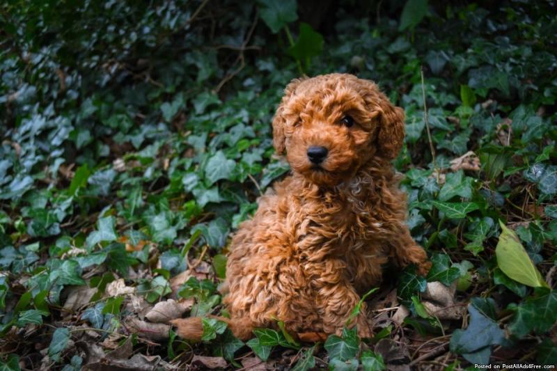 Purebred Toy Mini Poodle puppies set for adoption Image eClassifieds4u