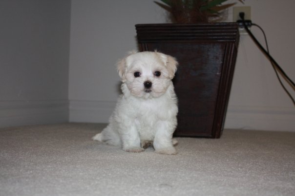 Teacup Maltese puppies for adoption Image eClassifieds4u