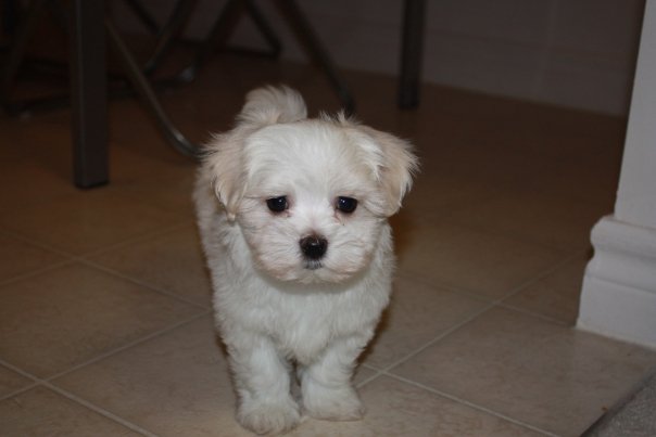 Teacup Maltese puppies for adoption Image eClassifieds4u