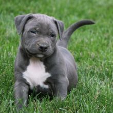 Blue nose Pitbull puppies for Adoption