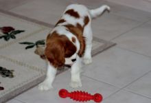 Excellent Cavalier King Charles Spaniel puppy for adoption