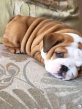 RE HOMING:❤️❤️❤️Stunning English Bulldog Puppies❤️❤️❤️