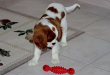 Excellent Cavalier King Charles Spaniel puppy for adoption Image eClassifieds4U