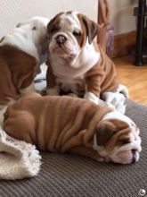 RE HOMING:❤️❤️❤️Stunning English Bulldog Puppies❤️❤️❤️ Image eClassifieds4u 2