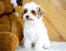Adorable 12 week old AKC registered cavapoo puppies,