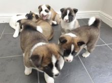 Cute Akita Puppies Available Now For free Adoption