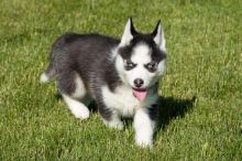 Pomsky Puppies available,updated on vaccines, KC registered and will come with full pedigree