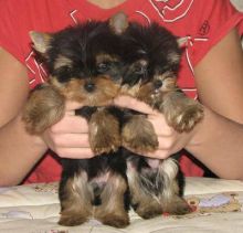 Yorkie Terrier Puppies - Ready Now!!!
