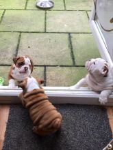 RE HOMING:❤️❤️❤️Stunning English Bulldog Puppies❤️❤️❤️ Image eClassifieds4u 1