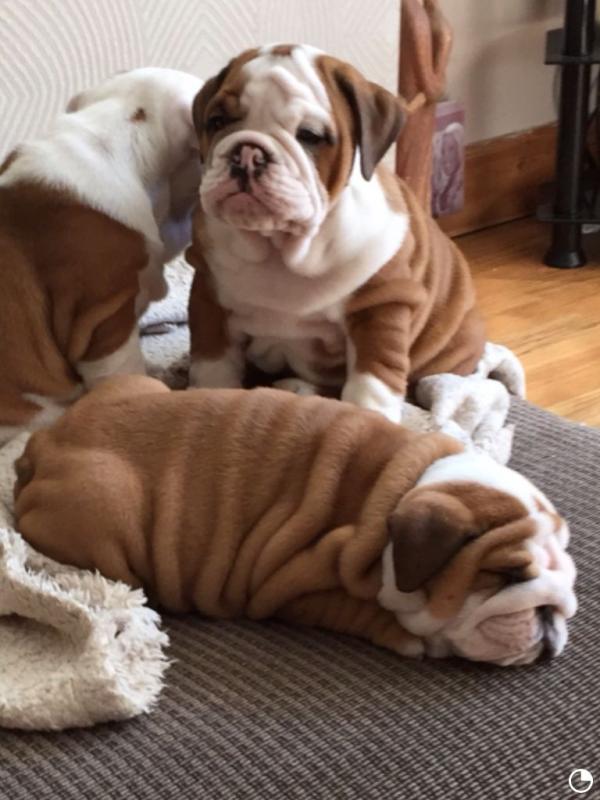 RE HOMING:❤️❤️❤️Stunning English Bulldog Puppies❤️❤️❤️ Image eClassifieds4u