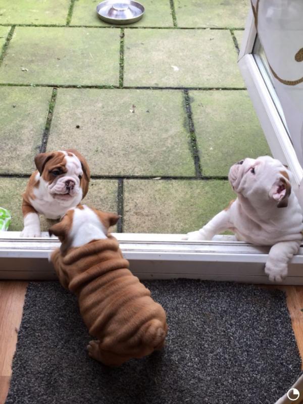 RE HOMING:❤️❤️❤️Stunning English Bulldog Puppies❤️❤️❤️ Image eClassifieds4u