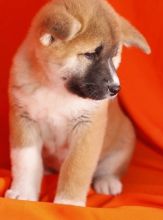 Male and Female akita puppies