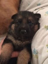 Offering: Outstanding German Shepherd Pups