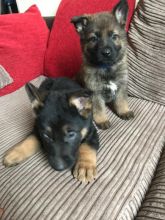 Offering: Outstanding German Shepherd Pups