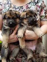 Offering: Outstanding German Shepherd Pups