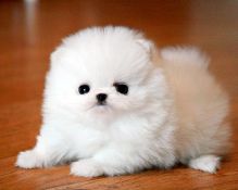 Ice White Tea Cup Pomeranian Puppies