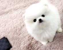 Outgoing and so very sweet pomeranian puppies