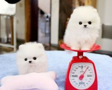Simply Cute Ice White TeaCup Pomeranian Puppies