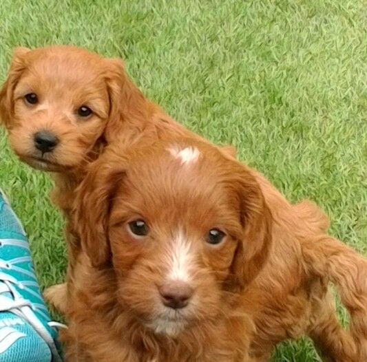 Gold And Red apoos With Brown Noses Available Image eClassifieds4u