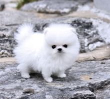Lovable baby faces pomeranian puppies Image eClassifieds4u 1