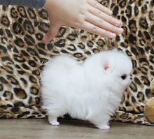 Lovable baby faces pomeranian puppies Image eClassifieds4u 2