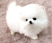 Outgoing and so very sweet pomeranian puppies Image eClassifieds4u 2