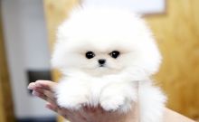Really tiny and precious! pomeranian pups Image eClassifieds4u 2
