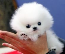 super beautiful faces pomeranian puppies Image eClassifieds4u 1