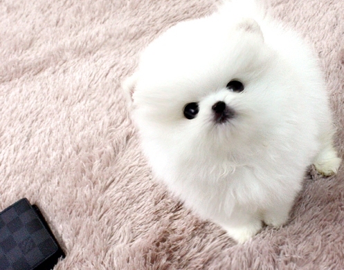 Outgoing and so very sweet pomeranian puppies Image eClassifieds4u