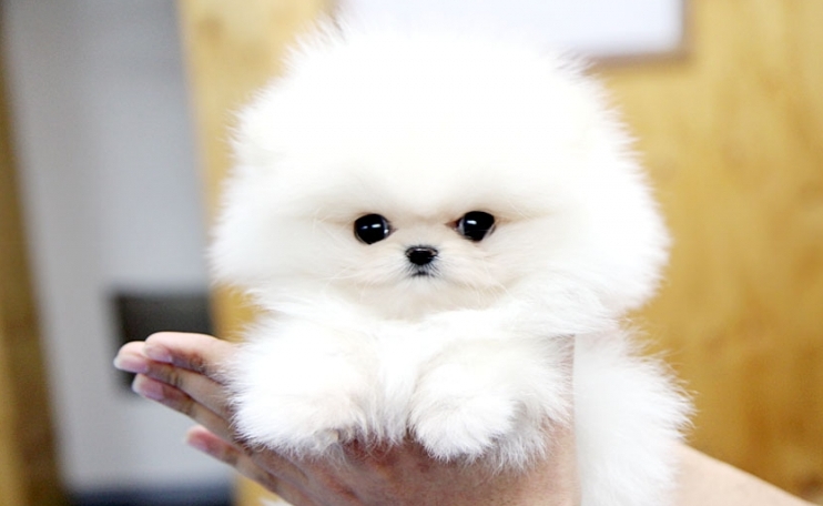 Really tiny and precious! pomeranian pups Image eClassifieds4u