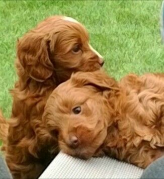Gold/Red apoos With Brown Noses Available Image eClassifieds4u