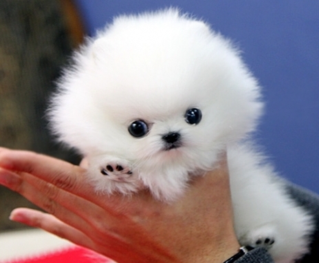 super beautiful faces pomeranian puppies Image eClassifieds4u