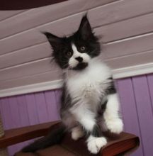 Adorable 12 weeks old Maine Cool kittens available