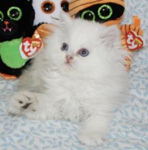 I have a Beautiful Persian Kittens