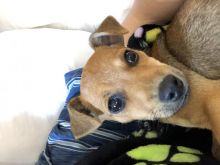 Miniature Pinscher Chihuahua cross Image eClassifieds4u 2