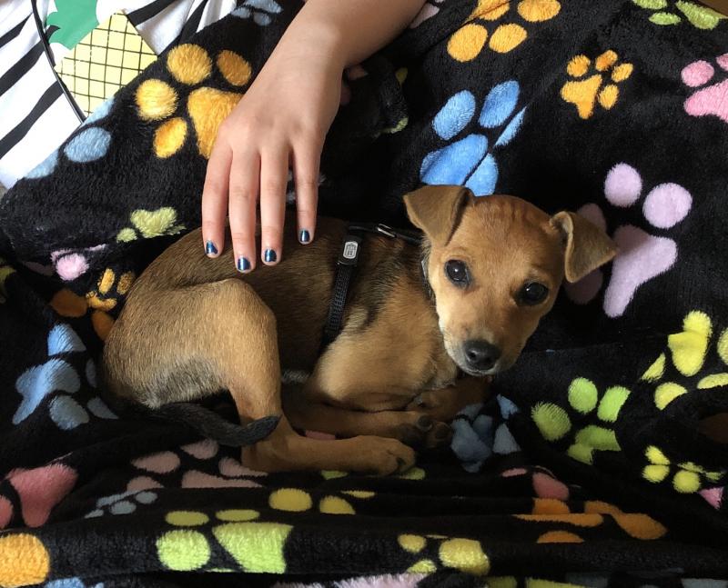 Miniature Pinscher Chihuahua cross Image eClassifieds4u