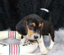 Cute Beagle Puppies Available For New Home (646) 820-0859