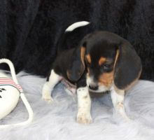 Cute Beagle Puppies Available For New Home (646) 820-0859