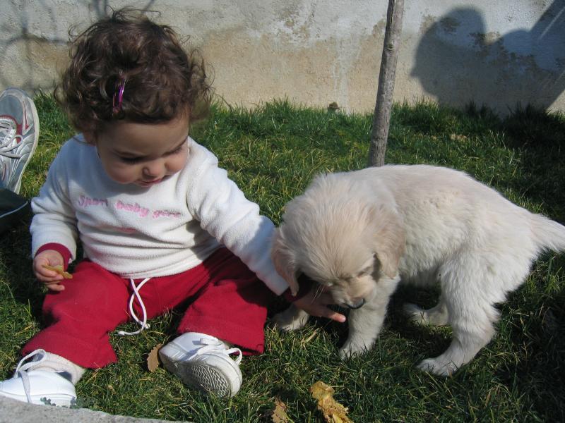 Adorable Golden Retriever Puppies For Re-homing (646)820-0859 Image eClassifieds4u