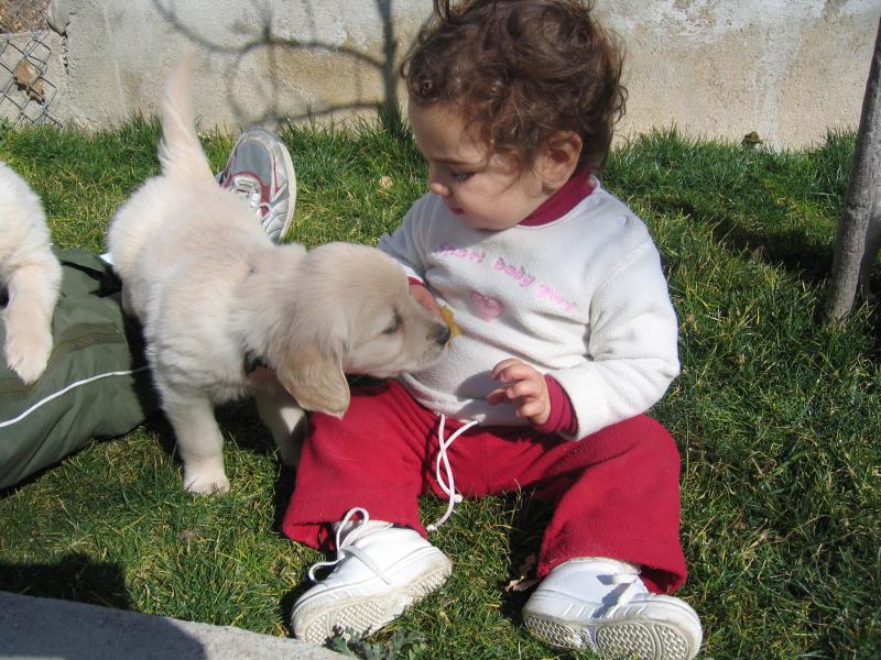 Adorable Golden Retriever Puppies For Re-homing (646)820-0859 Image eClassifieds4u