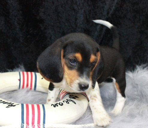 Cute Beagle Puppies Available For New Home (646) 820-0859 Image eClassifieds4u