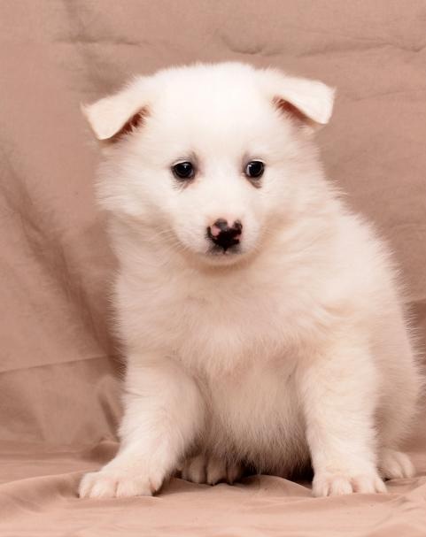 C.K.C MALE AND FEMALE American Eskimo PUPPIES AVAILABLE Image eClassifieds4u