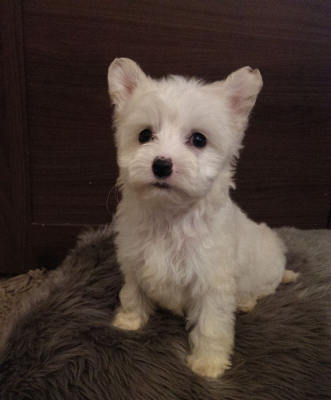 C.K.C MALE AND FEMALE CHINESE CRESTED PUPPIES AVAILABLE Image eClassifieds4u